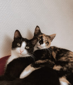 Zwei Hauskatzen auf weißer Decke – tierliebe Fotografin aus Boxberg/O.L